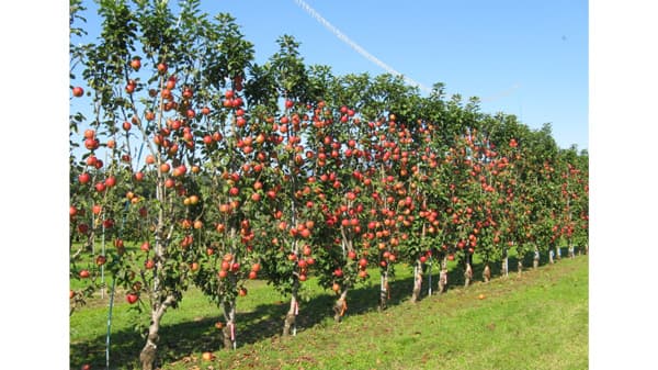 果樹産地消滅の恐れ　農家が２０年で半減　担い手確保が急務　審議会で議論スタート