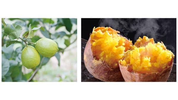 離島農産物との新たな出会い「島のめぐみ」開催　国の離島農産品がKITTE大阪に集結