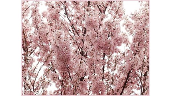 市内の花き生産者が見つけた新品種のサクラ「吉兆」が品種登録　神奈川県川崎市