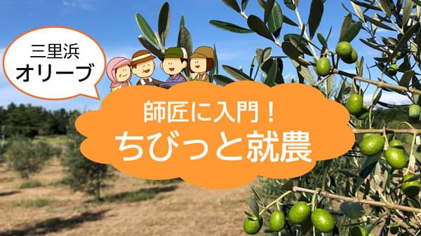 福井市の砂丘地でオリーブ栽培　就農体験の参加者募集中