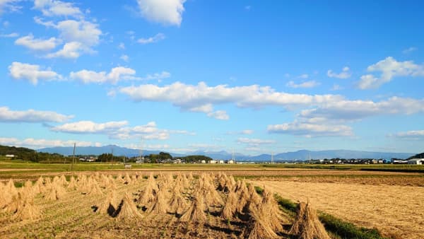 全国作況「100」で確定　収穫量前年より30万6000ｔ減　2022年産