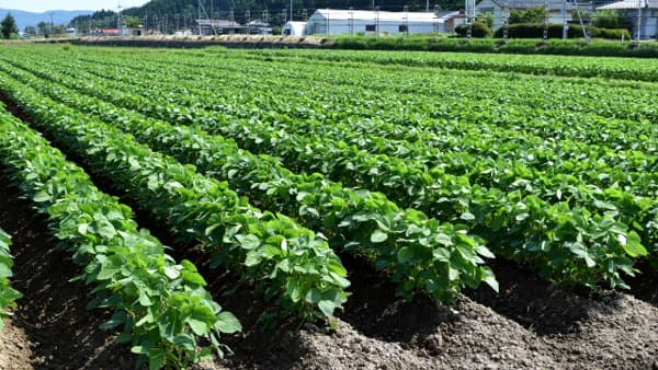 大豆生産　肥料費　前年比45％超高　2023年産生産費