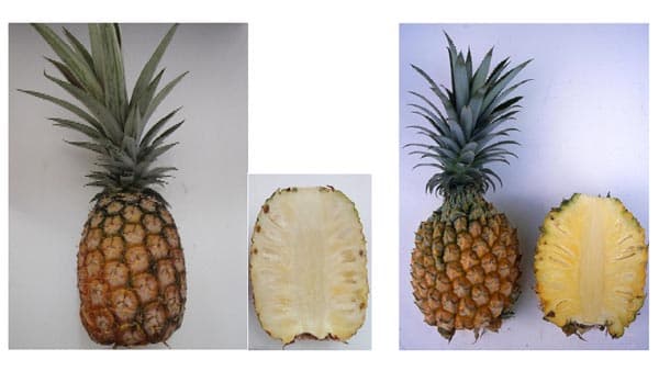 沖縄産パインアップルのゲノム解読　国産ブランドの育成に貢献