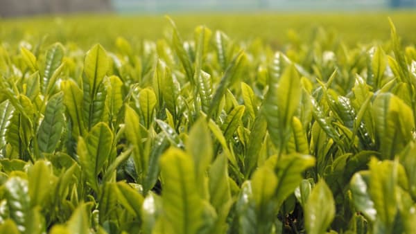 「狭山茶レシピコンテスト」「狭山茶を巡る旅に出ようスタンプラリー」開催