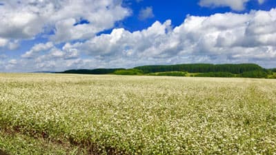 ロシアのウクライナ侵攻　穀物生産、食料貿易へ影響懸念