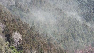 特集は「花粉と森林」令和5年度「森林・林業白書」公表　農水省