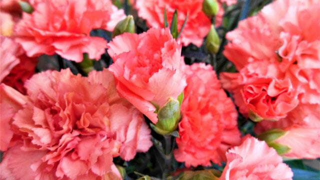 今年の５月は「母の月」－日本花き振興協議会