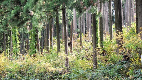 山林価格　31年ぶり上昇　ウッドショックで「杉」56％アップ　田は下落