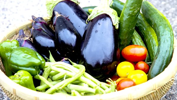 きゅうり、なす、ピーマンなど8月前半は高値推移　野菜の生育状況及び価格見通し　農水省