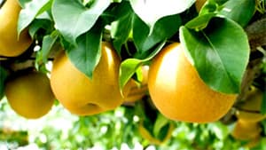 県産果物のPRを開始　「秋の味覚」として