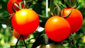 特区活用でトマトリキュール製造　新たな農商連携スタート　埼玉県北本市