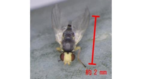 ネギハモグリバエに注意を　栃木県農業環境指導センター