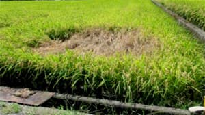 【病害虫発生情報】トビイロウンカに重ねて警戒　和歌山県防除所が注意報第2号