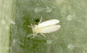 キュウリ退緑黄化病を確認　特殊報発信