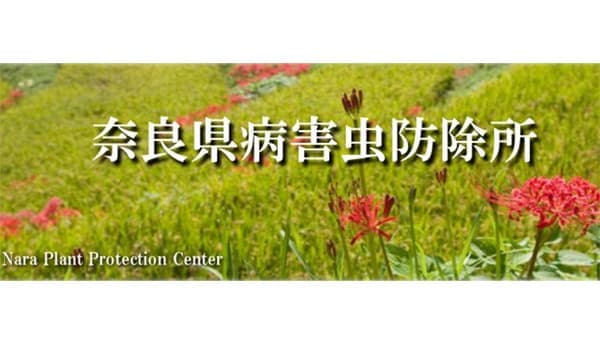 9～10月中晩生品種は要注意　トビイロウンカで奈良県病害虫防除所