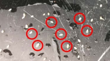 トビイロウンカ第三世代が大量ふ化