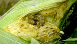 ツマジロクサヨトウの初被害を確認　長野県病害虫防除所