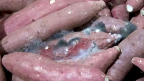 サツマイモ輸出時の腐敗防止技術を公表　農研機構