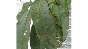 ももの収穫後防除徹底を