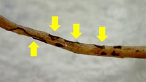 ホモプシス根腐病菌が新発生　北海道が特殊報