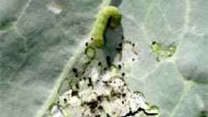 シロイチモジヨトウなどヨトウムシ類に注意