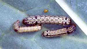 気温上昇でハスモンヨトウの発生注意