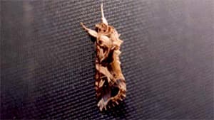 引き続きハスモンヨトウ発生に注意