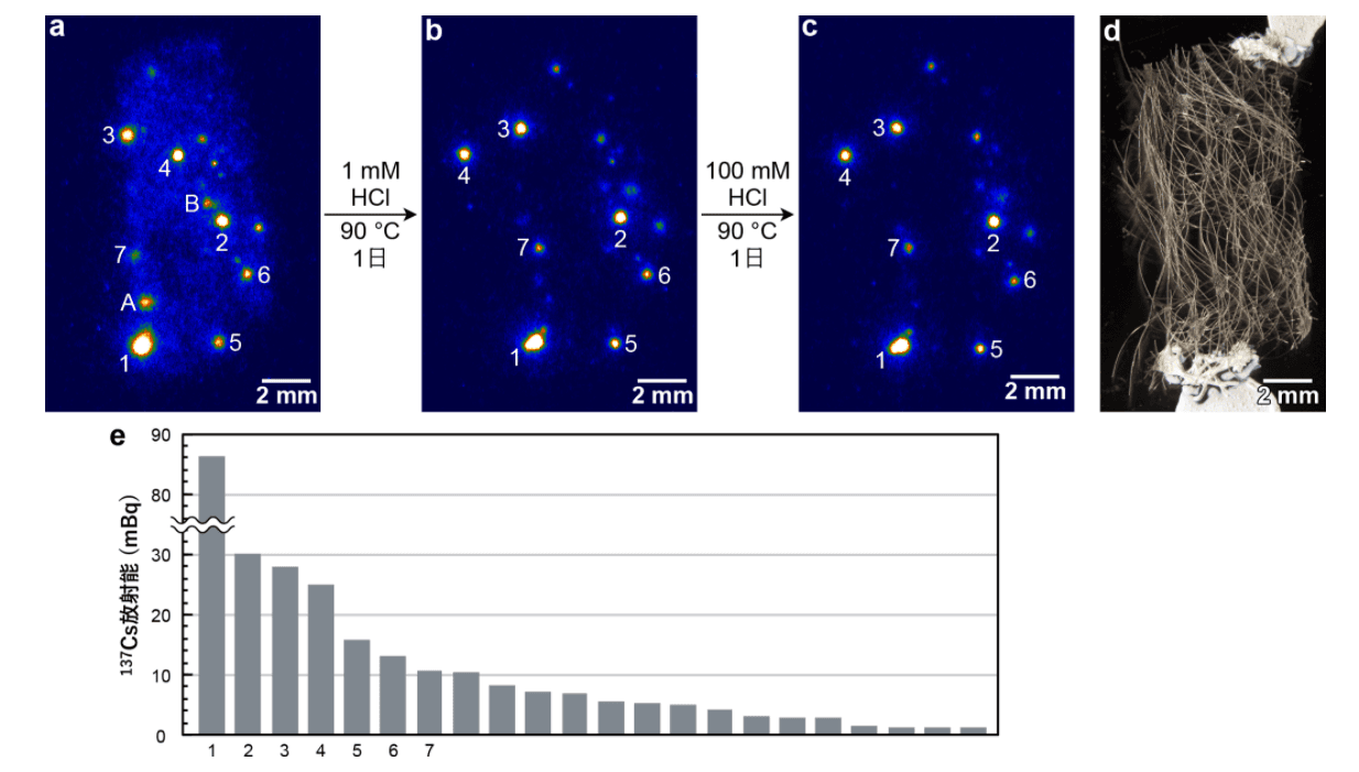 放射性セシウムの判定・定量化に成功　東京大学・農研機構