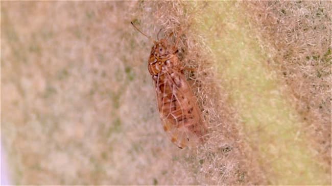 「ビワキジラミ」の発生を県内で初確認