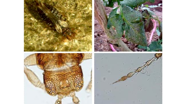 クリバネアザミウマを県内で初確認