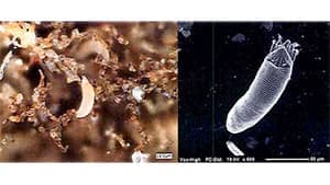 日本なしにニホンナシハモグリダニを初確認