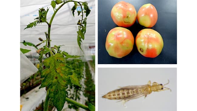 トマトで初めてキク茎えそウイルスの病害発生