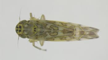 ローズマリーにヨコバイ科の一種が発生