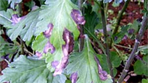 コギクの黒斑・褐斑病発生で注意喚起