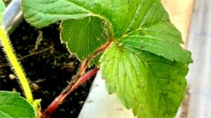 イチゴの炭疽病多発で注意報