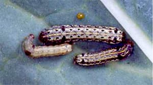 アブラムシ、ハスモンヨトウの病害虫に警戒を　農水省