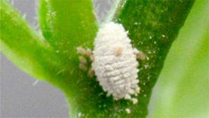 県内で初めてナスコナカイガラムシを確認