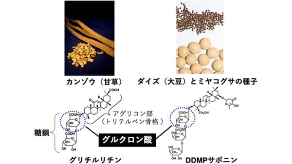 甘味成分の酵母生産に成功　農研機構、大阪大学教授らのグループが解明
