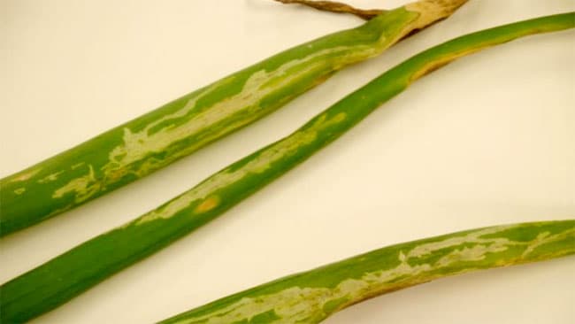 ネギに県内未確認の病害虫