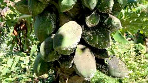 パパイヤに国内2例目の病害虫発生