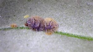 オリーブに県内初の病害虫