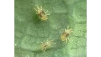 イチゴのハダニ類急増で注意報