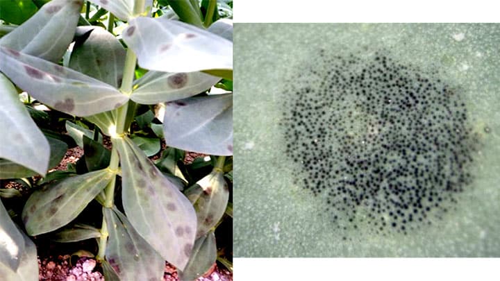 東北地域3県目のトルコギキョウ斑点病