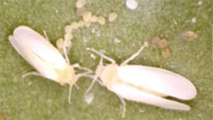 トマト黄化葉巻病多発で注意報