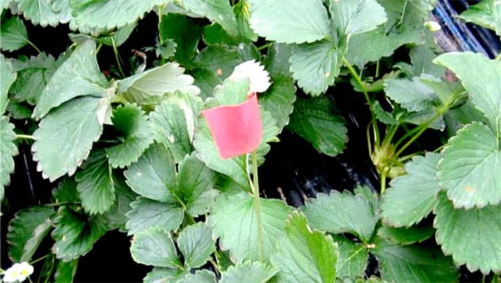 イチゴ等冬に向けた防除法を紹介