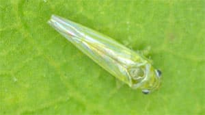 ウメ、モモ等にヨコバイ科の一種を初確認