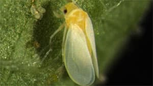 振動による新たなタバココナジラミの防除法を開発　森林総合研究所、琉球大学