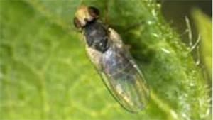 県内初のネギハモグリバエ（別系統）が発生