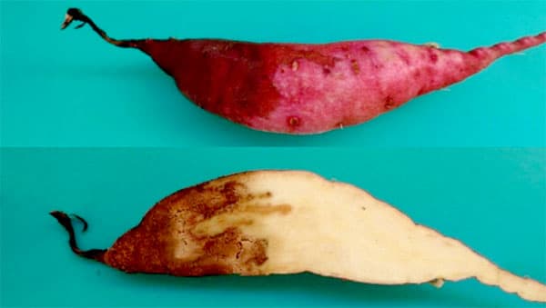 県内で初めてサツマイモ基腐病を確認