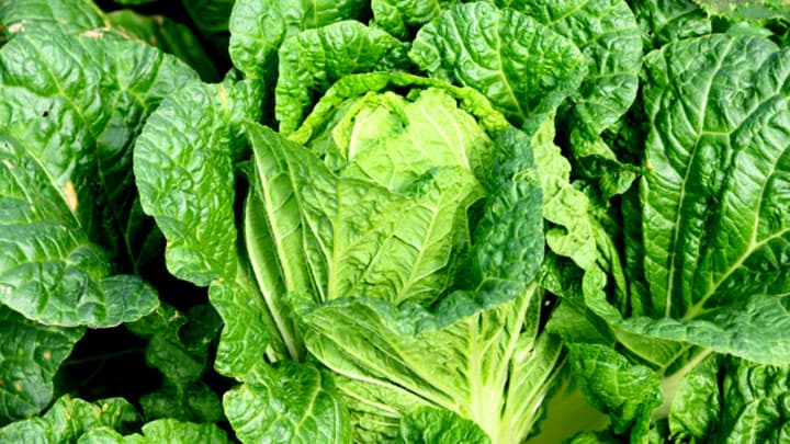 はくさい、キャベツなど安値傾向　1月の野菜の生育状況と価格見通し　農水省